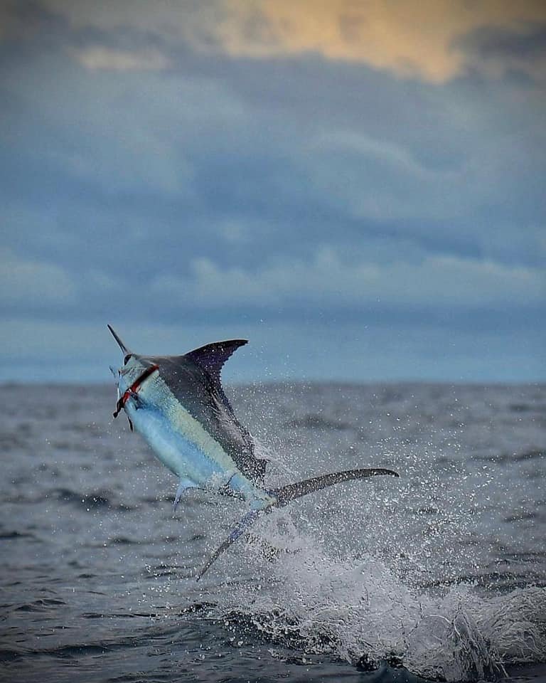 Sport fishing